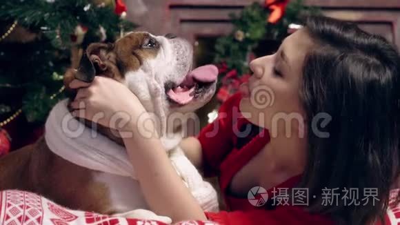 迷人的亚洲女孩爱和爱抚一个可爱有趣的斗牛犬在圣诞树下。 女孩吻了一只狗。 圣诞节。 新