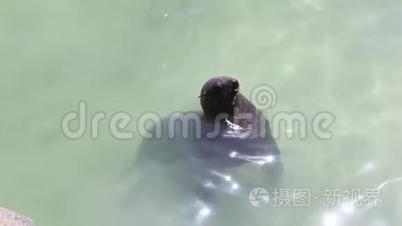 披风海豹视频