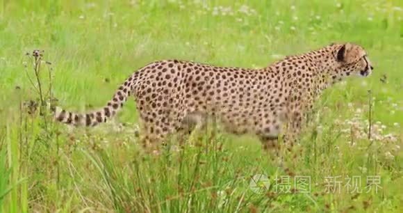 猎豹在森林里走来走去