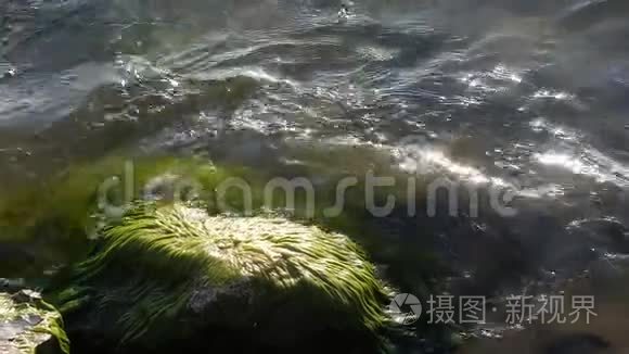 海浪拍打着覆盖着绿藻的湿巨石视频