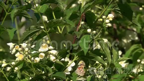 蝴蝶画夫人或大都会瓦内萨卡迪飘过茉莉花，慢动作