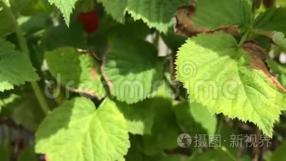 成熟的红树莓灌木特写。 夏天花园里的树莓灌木。