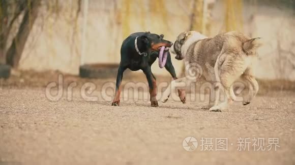 阿拉拜和多伯曼狗视频