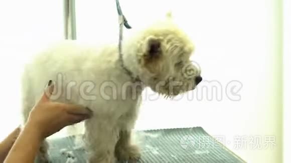 宠物理发店用电动剪刀剪毛的狗视频