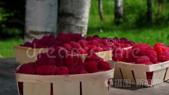 柳条筐中成熟的红覆盆子的全景视频