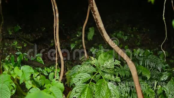 热带雨林中的藤根和被咬的叶子视频