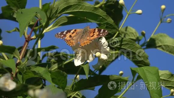 蝴蝶彩绘女士或大都会瓦内萨卡迪在茉莉花上