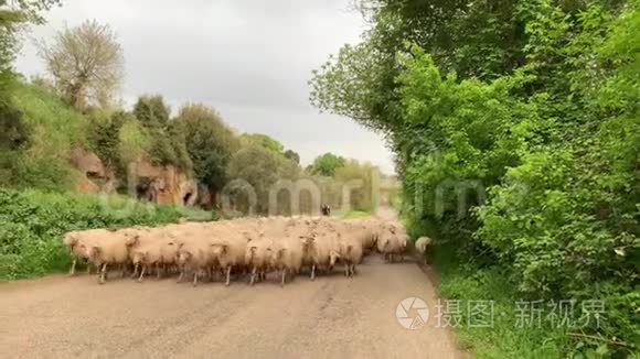 一大群羊在乡下的路上散步视频