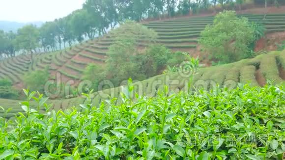 泰国云南茶村梅沙龙茶灌木视频