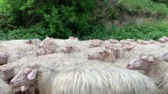 在乡下的路上走着一群白羊视频