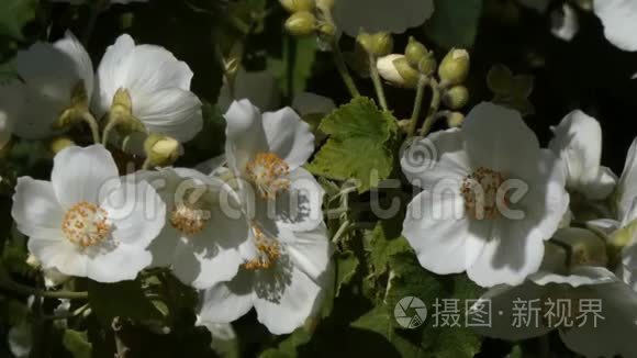 太阳下白色的假橙花