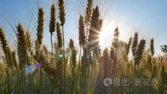 黑麦田。 阳光下的乡村风光