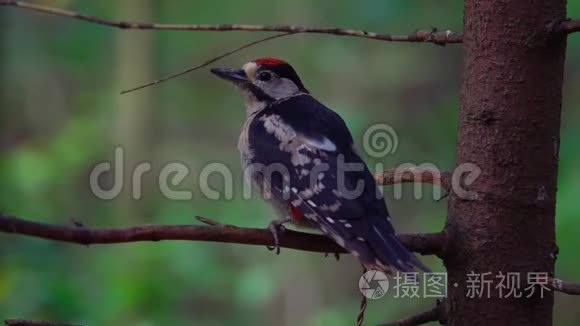 林木枝上主要栖息的啄木鸟视频