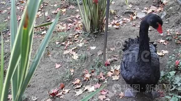 美丽的黑天鹅在公园里竖起羽毛视频