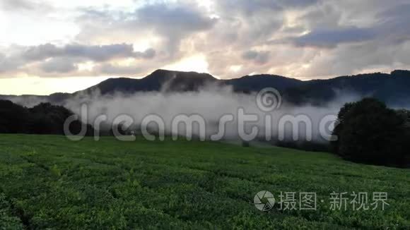 惊人的鼓舞人心的史诗镜头。 云雾飘过茶园，背景是