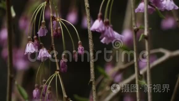 春雨过后的粉红色樱花视频