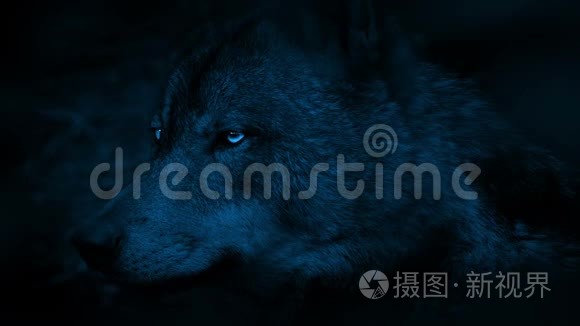 黑暗中明亮眼睛的狼侧视短视频
