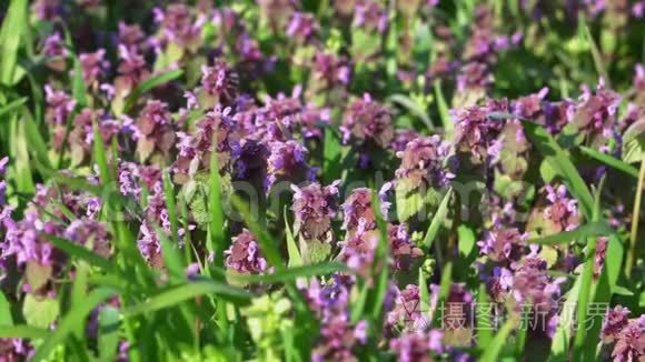 绿色草地特写中美丽的紫色花朵视频