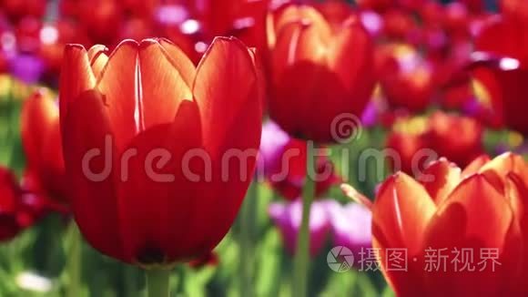 红色的郁金香在花坛上发芽 春园盛开的红色郁金香mov格式视频下载 正版视频编号02skn1 摄图新视界视频库