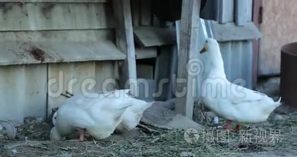 下午农场里的白鹅视频