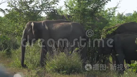 巨大的大象聚集在绿色的树影中，放松