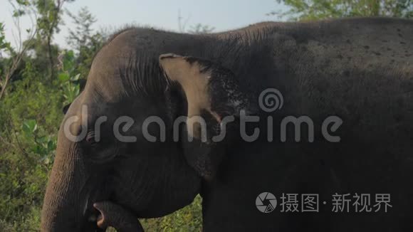 大象吃公园里大树干的绿草视频