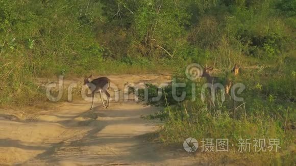 在绿林之间穿过棕色的地面道路视频