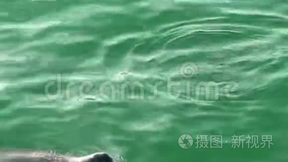 加利福尼亚的海狮在绿水中游泳