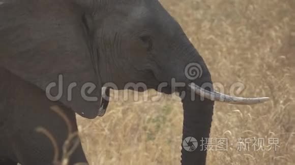 野生大象在超级慢动作中行走视频