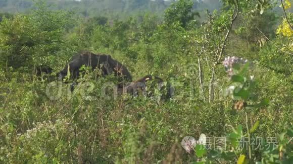 大象们站在阳光明媚的草地后面视频