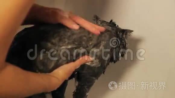 洗澡管里有可爱的猫。 低角度