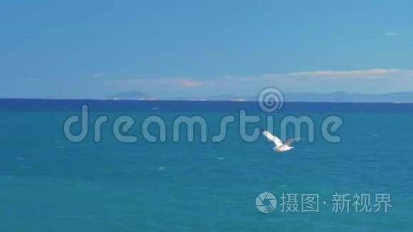 海鸥在海面上空的蓝天上飞翔.. 特写录像。