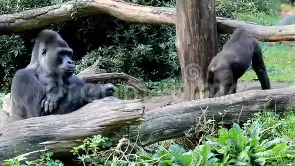 挑战年轻的大猩猩视频的预览图