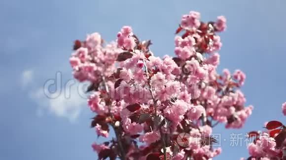 樱花在蓝天上随风摇曳