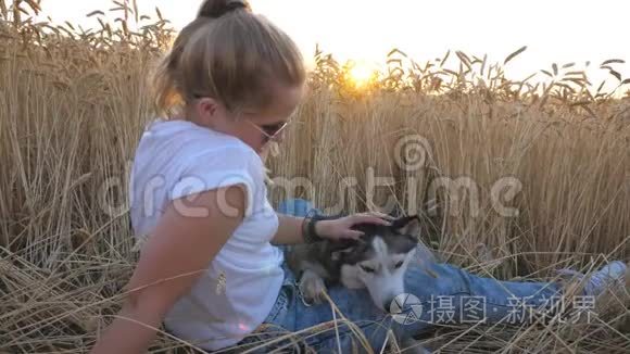 戴墨镜的年轻女孩，坐在草地上金黄熟透的小穗中间，日落时抚摸着她那只沙哑的狗