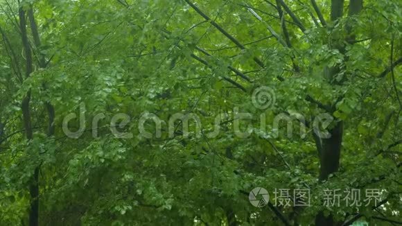 恶劣天气林雨降绿树生态视频