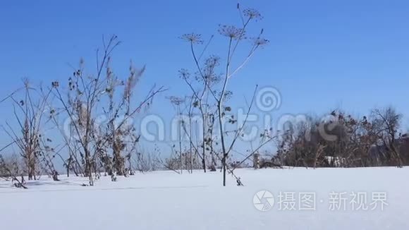 干草随风在雪中飞舞视频