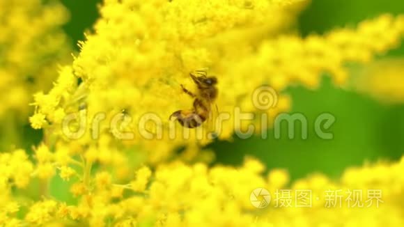 在黄花上更近一步看蜜蜂。