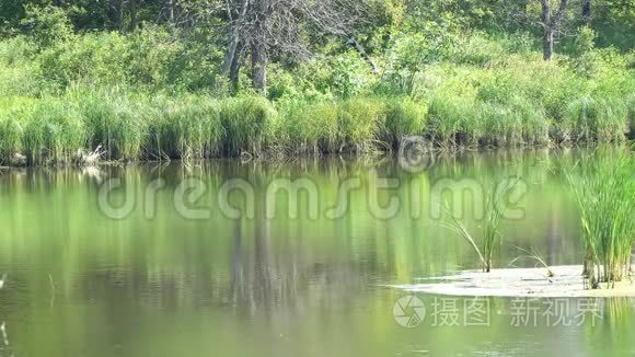 有芦苇的小森林湖视频