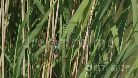 春天的蜻蜓蜜月视频