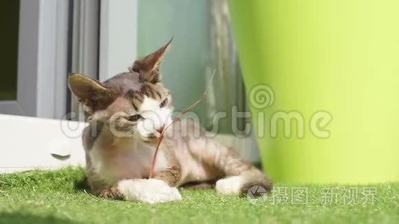 小猫躺在草地上啃树枝