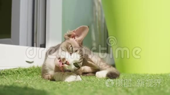 躺在草地上玩耍的小猫视频