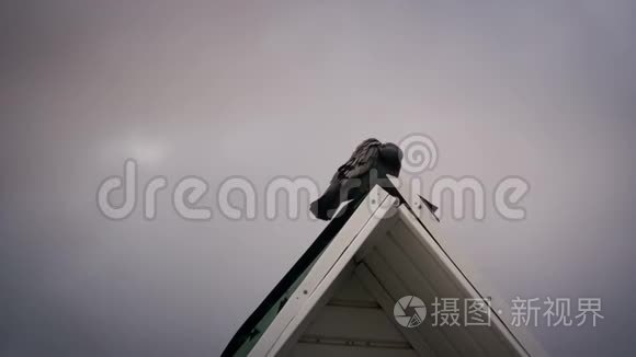 建筑物屋顶上的鸽子清理羽毛视频