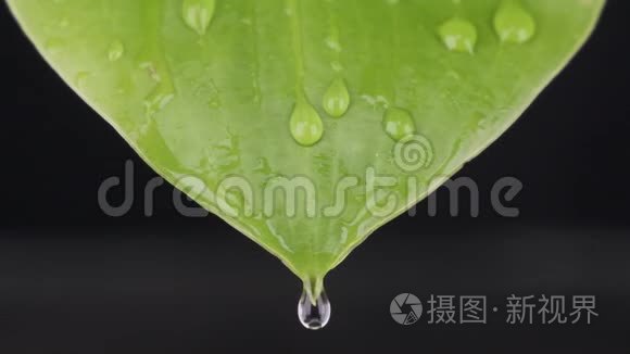 慢动作。 宏观特写，雨点落在绿叶上.. 水流顺着床单流下.