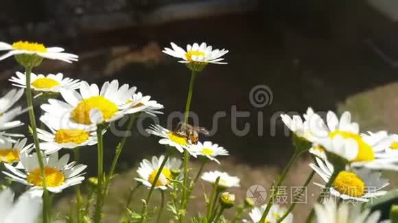 蜜蜂收集白色雏菊花中的花粉视频
