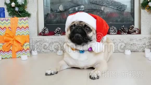 穿圣诞服装的滑稽小狗的特写肖像，戴着圣诞老人的帽子，看着镜头
