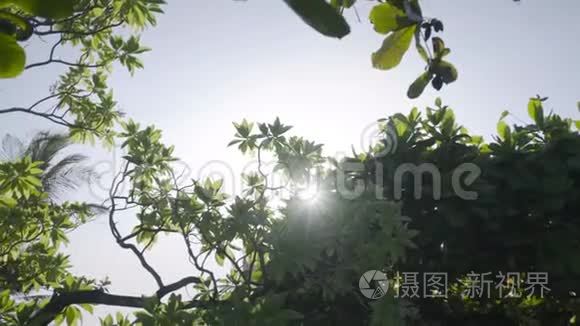 阳光透过绿色的树叶飘落视频