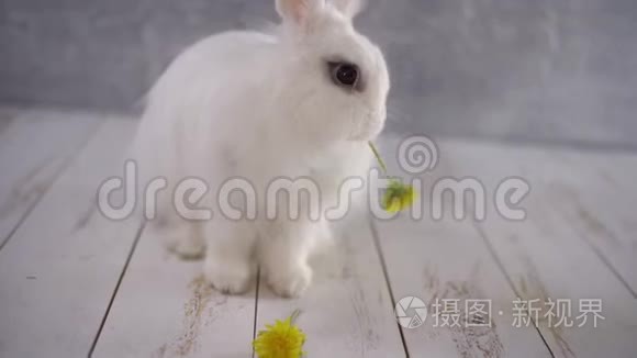 白兔在灰墙上吃黄色的蒲公英视频