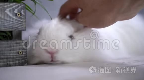 一只大鼻子的兔子被人用手抚摸视频