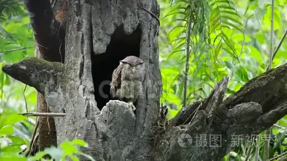 猫头鹰在动物园里栖息在树上视频